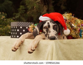 christmas great dane