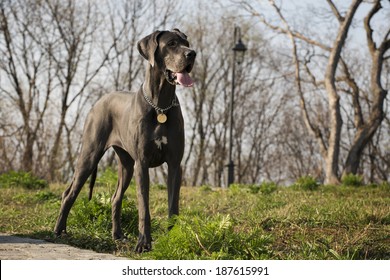 great dane dog - Shutterstock ID 187615991