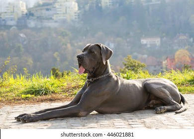 great dane dog - Shutterstock ID 446021881