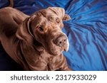 Great Dane dog with beautiful color, photoshoot in studio