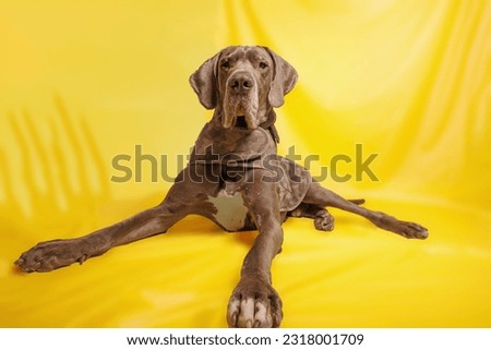Great Dane dog with beautiful color, photoshoot in studio on yellow background