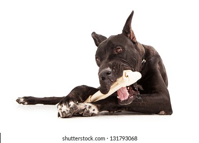 Great Dane Dog Chewing Rawhide Bone