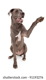 Great Dane Dog Extending His Paw To Shake Hands.