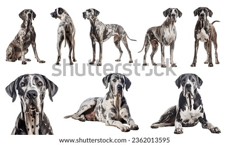Great Dane dog puppy, many angles and view portrait side back head shot isolated on white background cutout file
