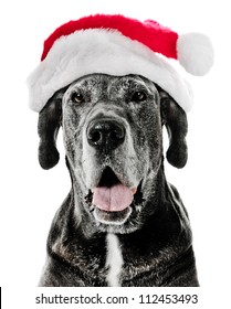 Great Dane Dog with Santa Hat