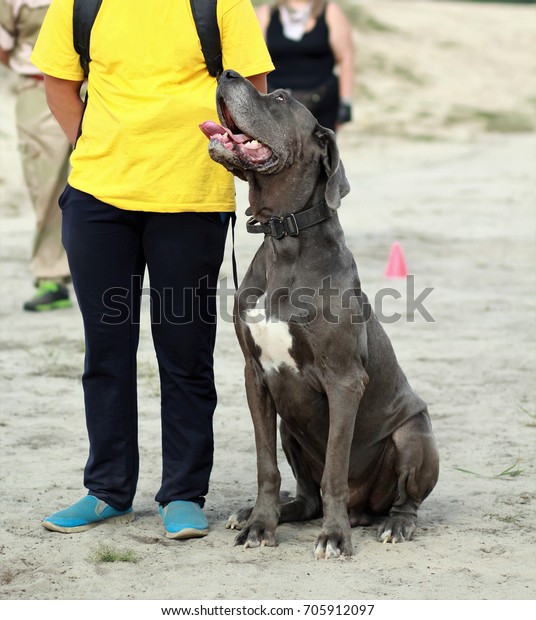 great dane sitting on owner