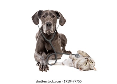 Great Dane Dog Using A Stethoscope On A Cat Isolated On White Background. Big Dog On Reception At Veterinary Doctor In Vet Clinic. Pet Health Care And Animals Concept