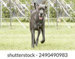 Great Dane dog walking in a field on a bright sunny day
