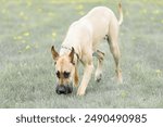 Great Dane dog walking in a field on a bright sunny day
