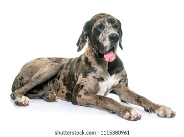 Great Dane In Front Of White Background