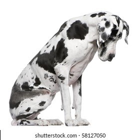 Great Dane Harlequin Sitting In Front Of White Background Looking Down