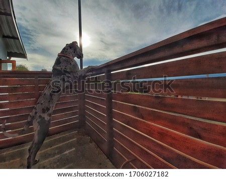 great dane in isolation standing looking over the balcony 