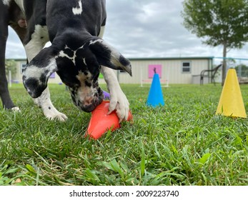 Great Dane, Large Dog Playing Memory Game Sniffing And Clawing Colorful Cones Looking For Toy Ball And Treats Underneath In The Green Grass On Overcast Day At Canine Enrichment Dog Daycare Facility 