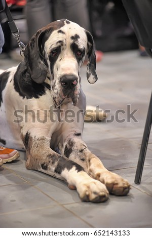 The Great Dane is a large German breed of domestic dog known for its giant size. 