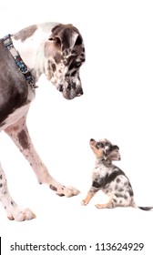 Great Dane and little chihuahua dog looking at eachother on a white background, both with merle coat