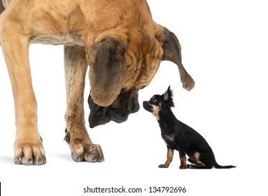 Great Dane looking at a Chihuahua sitting, isolated on white