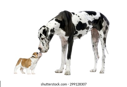 Great Dane looking at a French Bulldog puppy in front of a white background