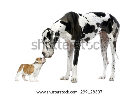 Great Dane looking at a French Bulldog puppy in front of a white background