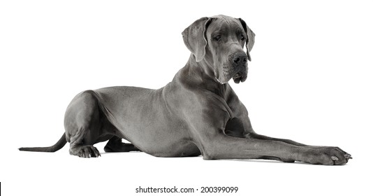 great dane white