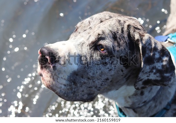 blue merle great dane puppy