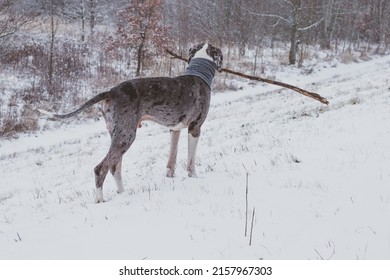 Great Dane Merle Dog Playful With A Stick In The Snow