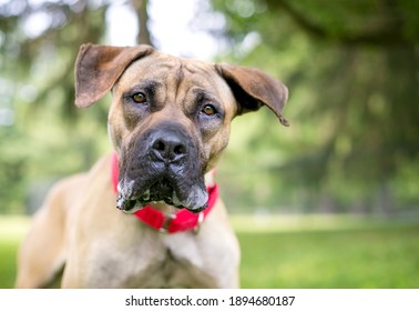 A Great Dane mixed breed dog with large floppy ears wearing a red collar and looking at the camera with a head tilt