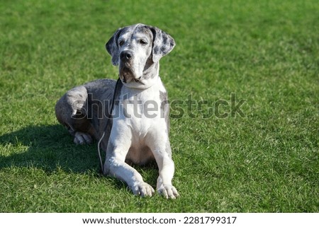 Great Dane on a background of green grass