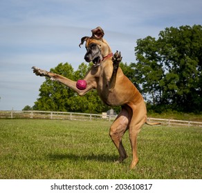 Great Dane on hind legs trying to catch ball