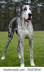 1,376 Great dane playing Images, Stock Photos & Vectors | Shutterstock