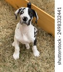 Great Dane Puppy is learning to sit. 