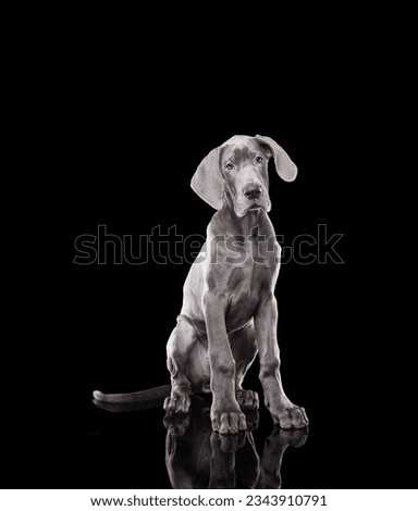 Great Dane puppy on black background