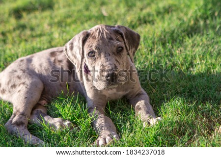 Great Dane Puppy on green grass