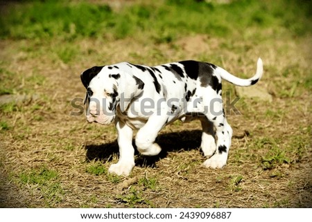 Great Dane purebred puppy dog in outdoor