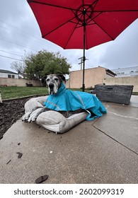 Great dane in a rain jacket 