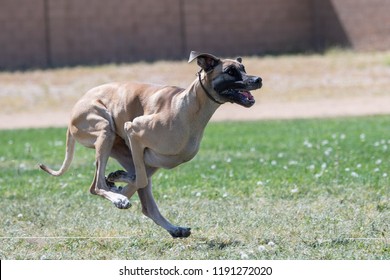 729 Great dane running Images, Stock Photos & Vectors | Shutterstock