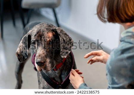 A Great Dane sits and begs for food from a girl the girl stretches out her hands to the dog to feed him