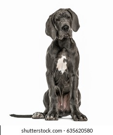 Great Dane Sitting Images, Stock Photos 
