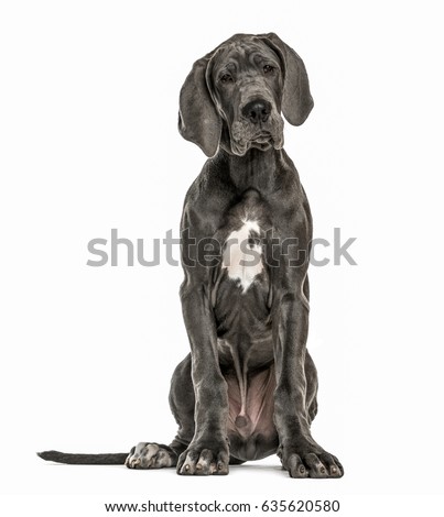 Great Dane sitting, isolated on white