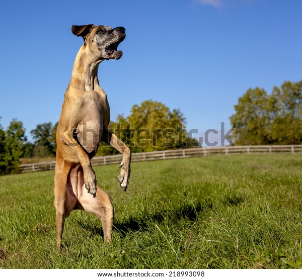 Great Dane Standing On Hind Legs Stock Photo (Edit Now