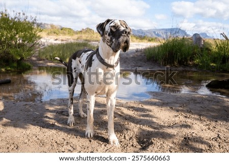 A Great Dane stands by a small pond in a sunny outdoor landscape with mountains in the background.