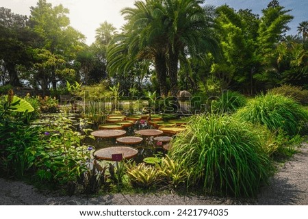 Great destination with various ornamental green plants and lotus flowers on the small lake in the botanical garden, Menton, Provence Alpes Cote d Azur, France, Europe