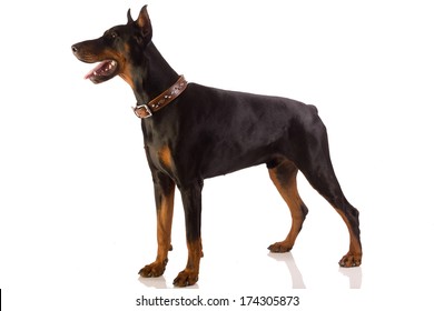 Great Doberman Dog On White Background