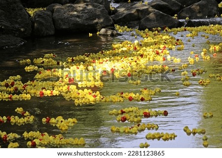 Great Duck Derby on the river Sid with 100s of yellow and red ducks over rocks and trees