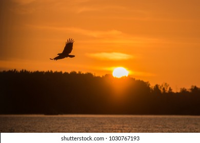 a great eagle with freedom fly at the sky during sunset