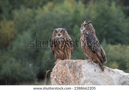 The great eagle owl (Bubo bubo) is a large species of owl in the Strigidae family. It is the largest European owl.