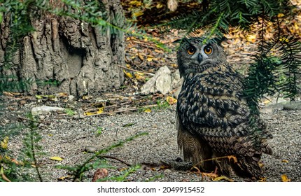 Great Eagle Owl Standing On The Ground And Head Turned