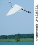 Great Eastern Egret at Stewart Creek Park on Lake Lewisville in The Colony, Texas on May 14, 2024