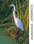 Great Egret Adult Foraging. Sunnyvale WPCP Pond, Santa Clara County, California, USA.