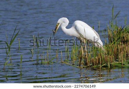 Great egret, Ardea alba. A beautiful bird standing on the bank of a river holding a fish in its beak