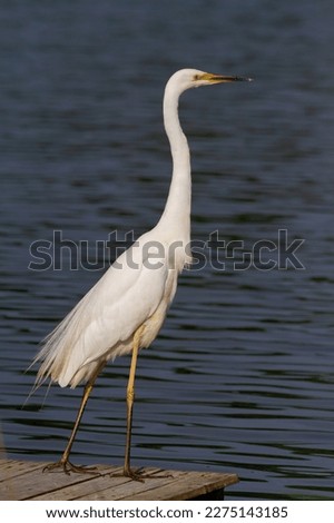Great egret, Ardea alba. A bird stands on the edge of a bridge on the riverbank